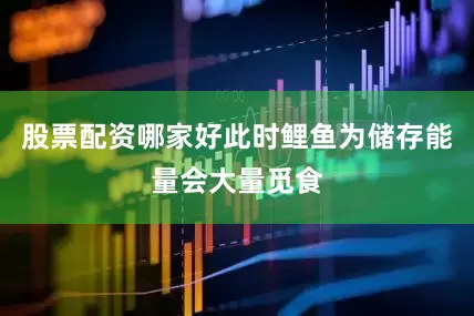 股票配资哪家好此时鲤鱼为储存能量会大量觅食